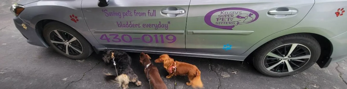 Boris, Dallas, and Nelly, dogs, sniff Kelsey's Super Pet Sitter's car.